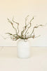 Botanica 9028