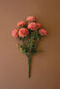 Dahlia Bundle Blush