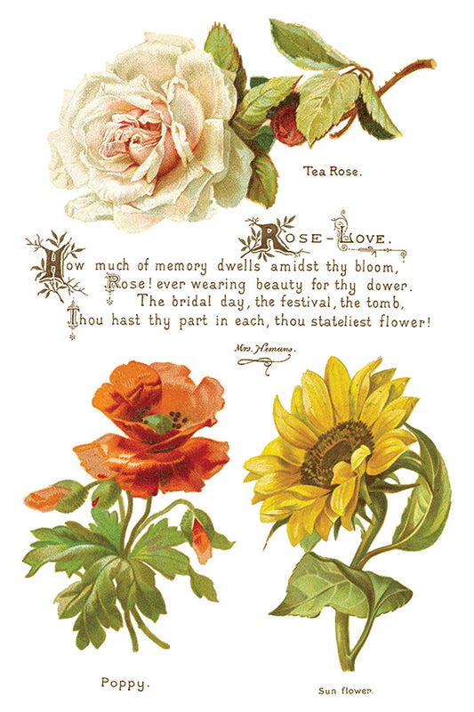 IOD Transfer Lover of Flowers 8x12