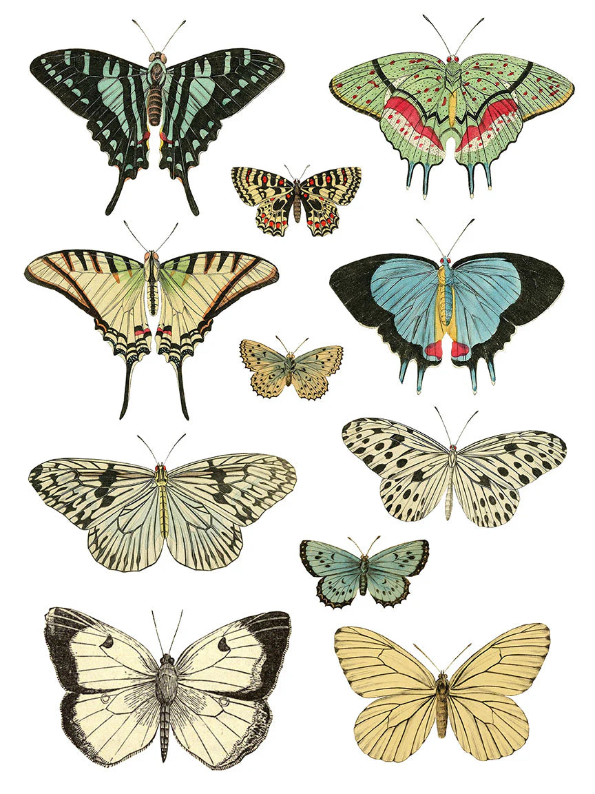 IOD Transfer Entomology Etcetera 12x16