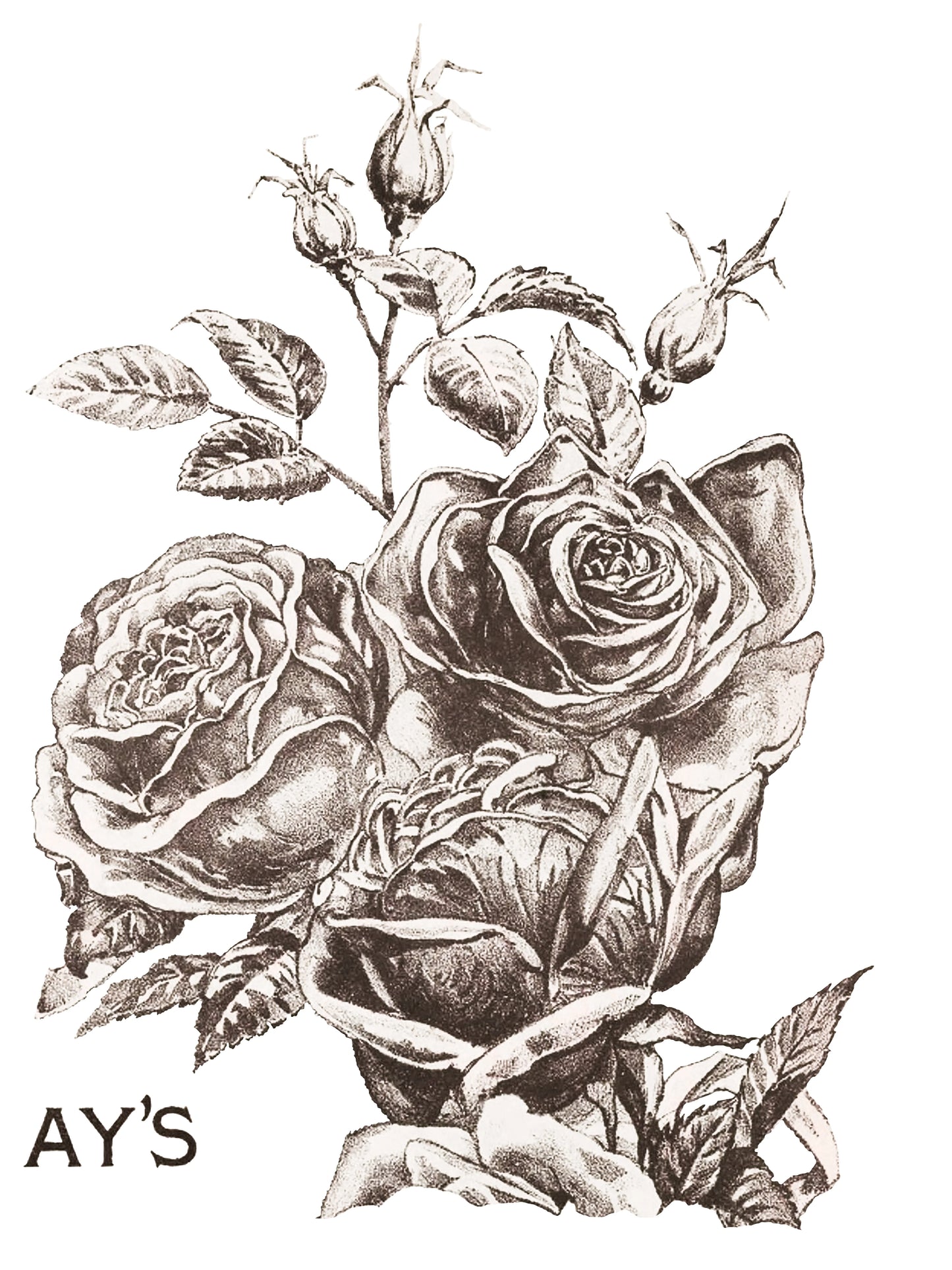 IOD Transfer May's Roses 12x16