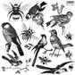 IOD Stamp 12x12 Birds & Bees