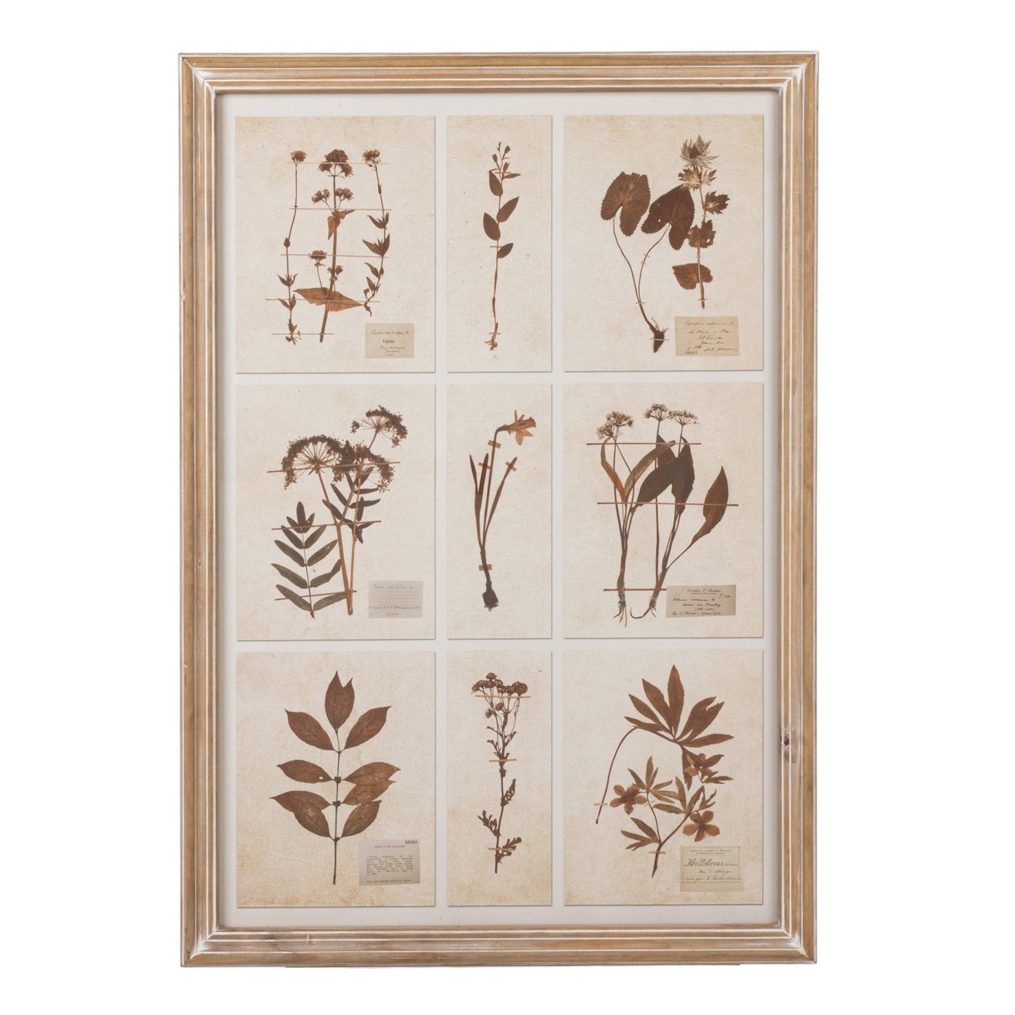 Wall Décor Wood Framed Glass w/Botanicals Print