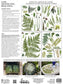 IOD Transfer Fronds Botanical 24x33