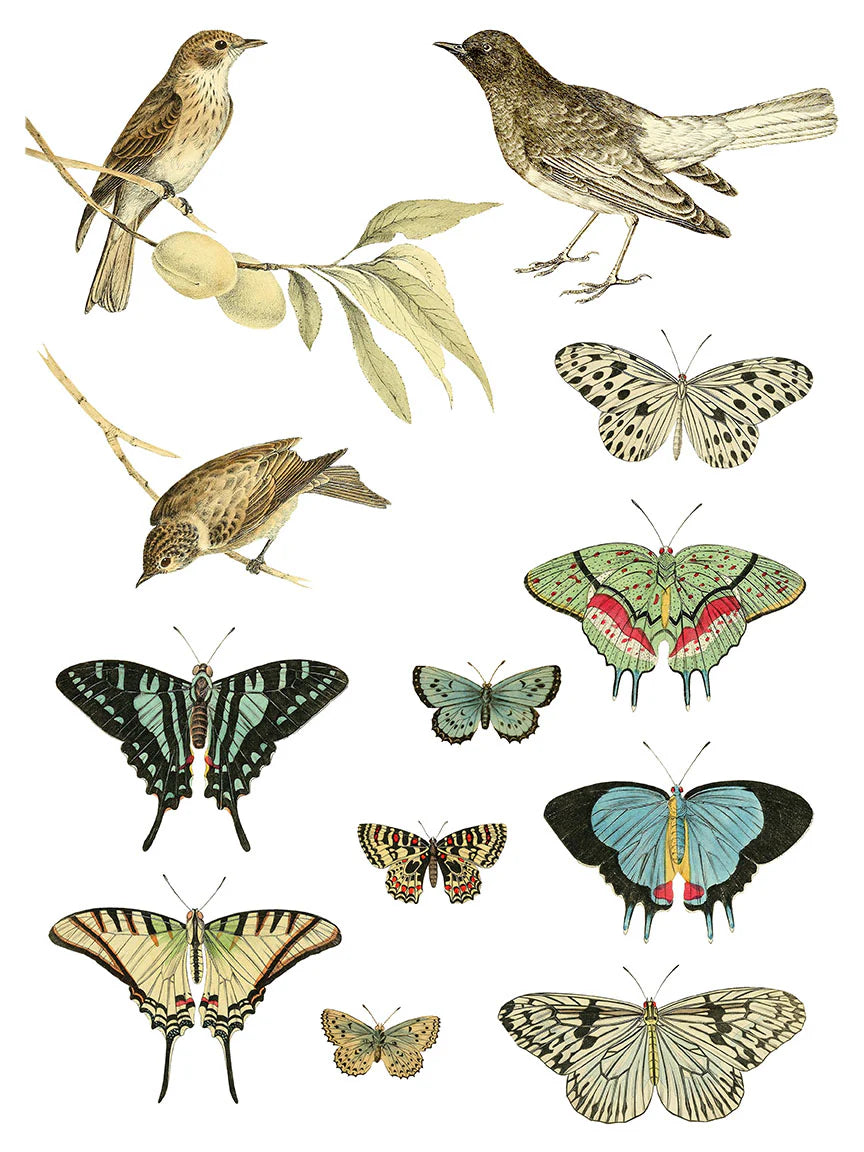 IOD Transfer Entomology Etcetera 12x16