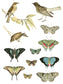 IOD Transfer Entomology Etcetera 12x16