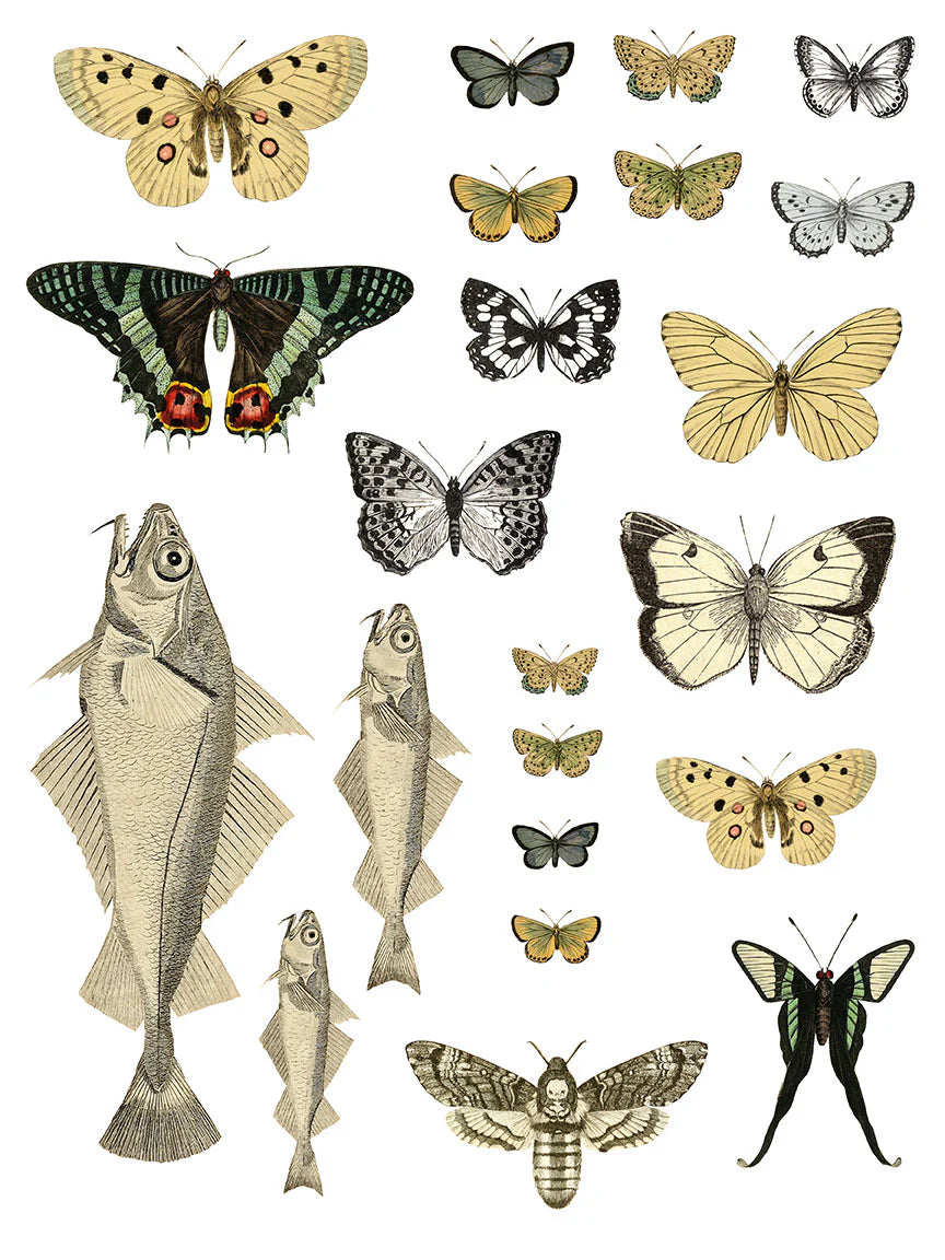 IOD Transfer Entomology Etcetera 12x16