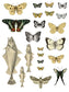 IOD Transfer Entomology Etcetera 12x16