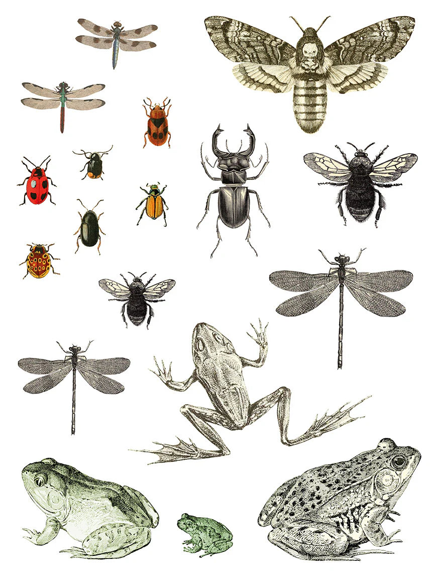 IOD Transfer Entomology Etcetera 12x16