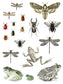 IOD Transfer Entomology Etcetera 12x16
