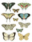 IOD Transfer Entomology Etcetera 12x16