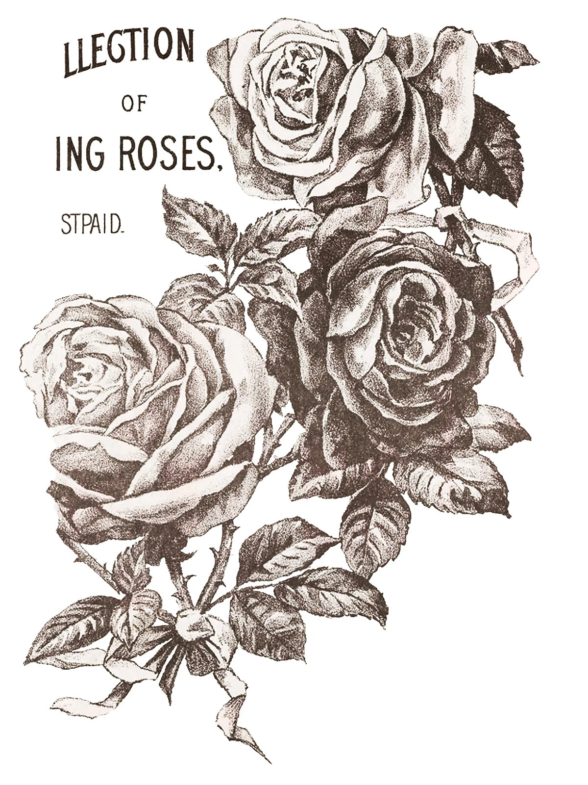 IOD Transfer May's Roses 12x16